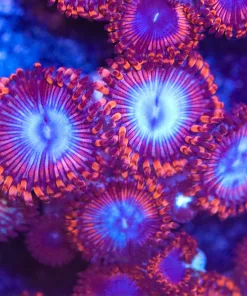 Blue Blood Zoanthid – XL Heads 4-6 / Frag (Row #9)