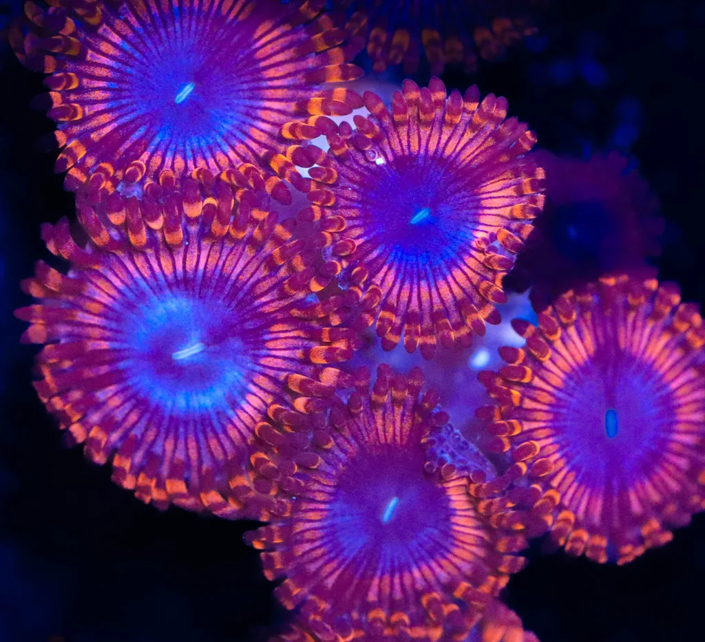 Frag Box Corals