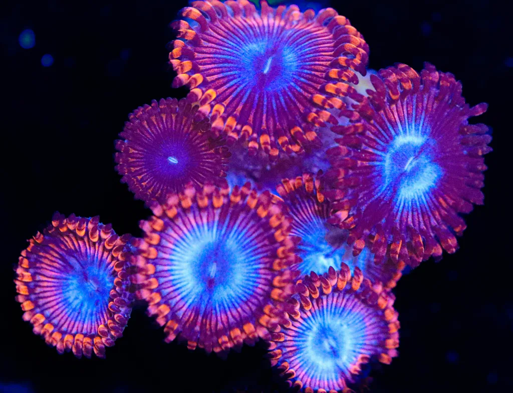 Frag Box Corals