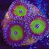 Pink Rim Zoanthid Frag (Row #10:B) Pink Rim Zoanthid Frag (Row #10:B)