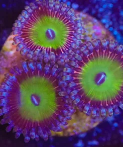 Pink Rim Zoanthid Frag (Row #10:B)