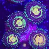 Buttmuncher Zoa Frag (Row #11) 2-4 / Frag