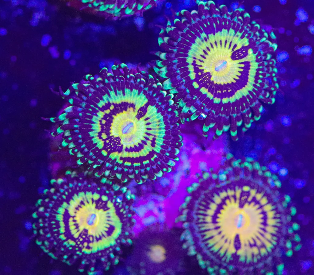 Frag Box Corals