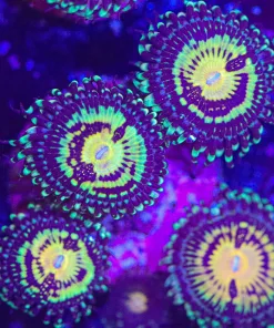 Buttmuncher Zoa Frag (Row #11) 2-4 / Frag