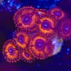 Lava Zoanthid Frag (Row #11:B) Many Heads