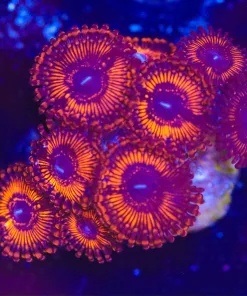 Lava Zoanthid Frag (Row #11:B) Many Heads