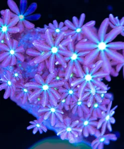 Blue Mouth Purple Stary Polyp Frag (Row #21:B)