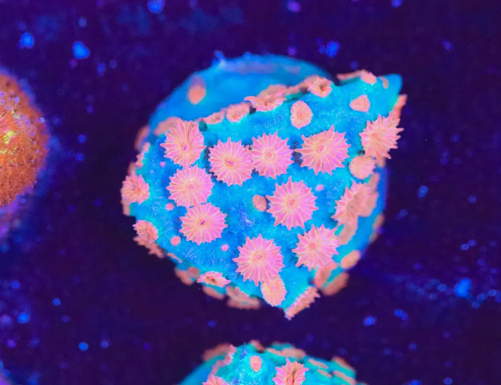 Frag Box Corals