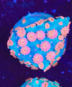 Meteor Shower Cyphastrea Frag (Row #34)