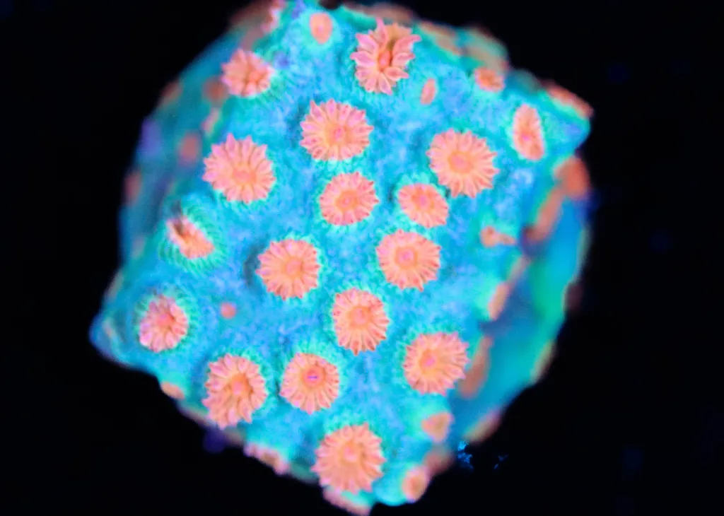 Frag Box Corals