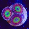 Candy Apple Pink Zoanthid Frag (Row #18)