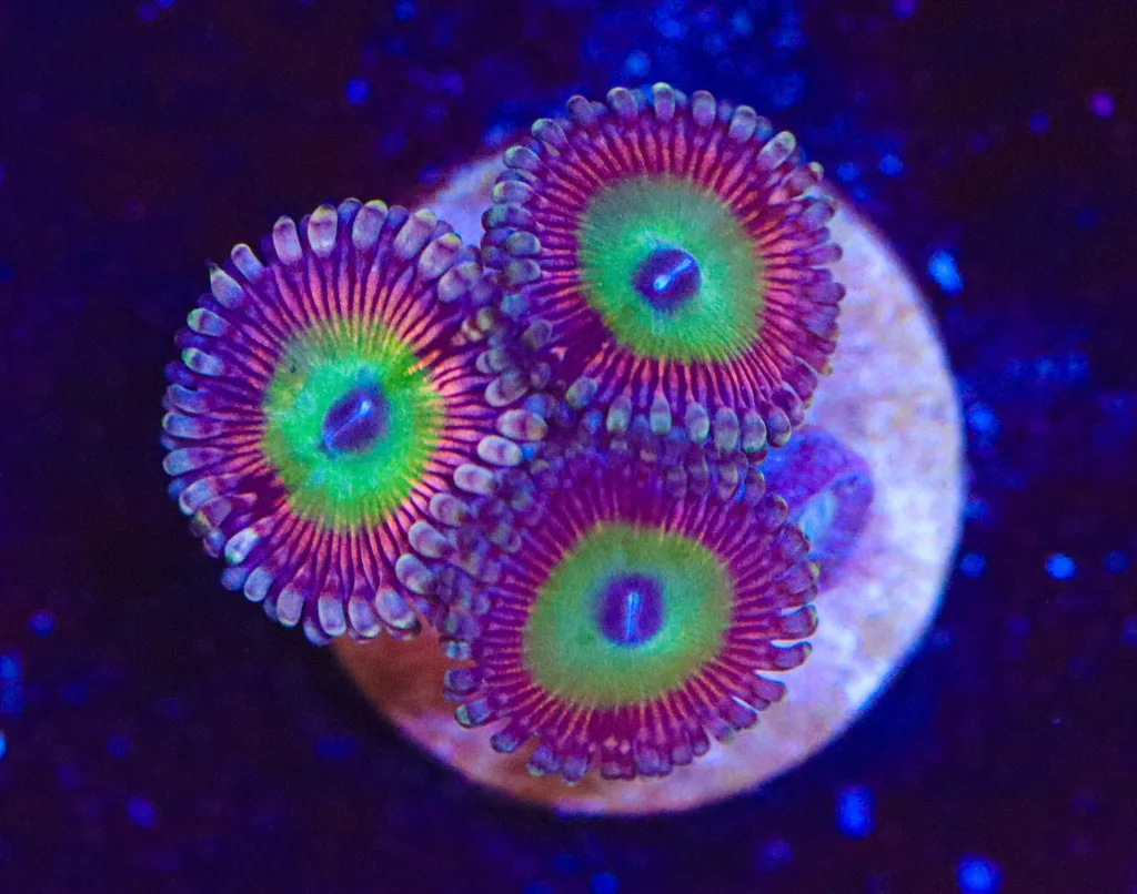 Frag Box Corals