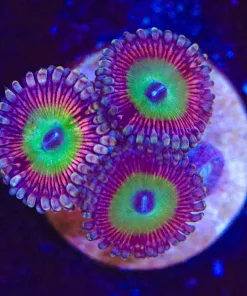 Candy Apple Pink Zoanthid Frag (Row #18)