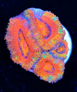 Orange Fanta Acan Coral Frag (Row #38)