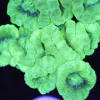 Electric Green Trumpet Coral Mini Colony (Row #38:B)