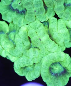 Electric Green Trumpet Coral Mini Colony (Row #38:B)
