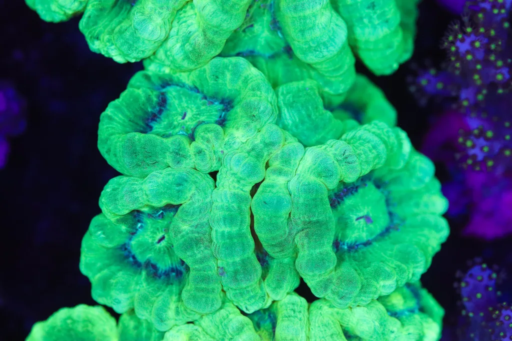Frag Box Corals