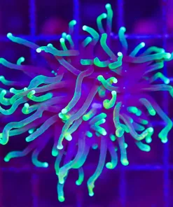 Wysiwyg Torch Coral (C27) *Black friday save 50%*