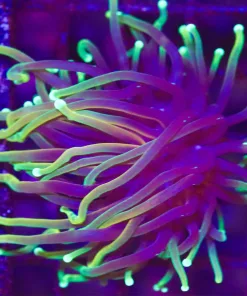 Wysiwyg Dragon Soul Torch Coral Frag (C14)