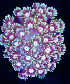 Wysiwyg Golden Flowerpot Coral (C150)