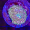 Wysiwyg Unique Interstellar Mushroom Coral (C158) Large