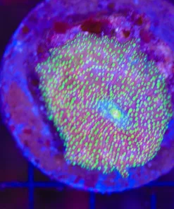 Wysiwyg Unique Interstellar Mushroom Coral (C158) Large