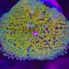 Wysiwyg XL Florida Ricordea Coral (C160) RARE