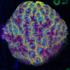 Wysiwyg Unique Marbled Yellow Purple Favia Coral Colony (C159)