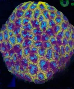 Wysiwyg Unique Marbled Yellow Purple Favia Coral Colony (C159)