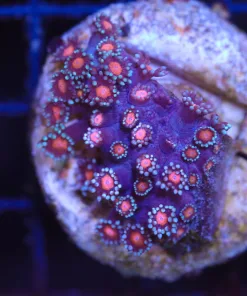 Wysiwyg Flowerpot Coral (C109)