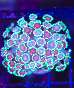 Wysiwyg Flowerpot Coral (C145)