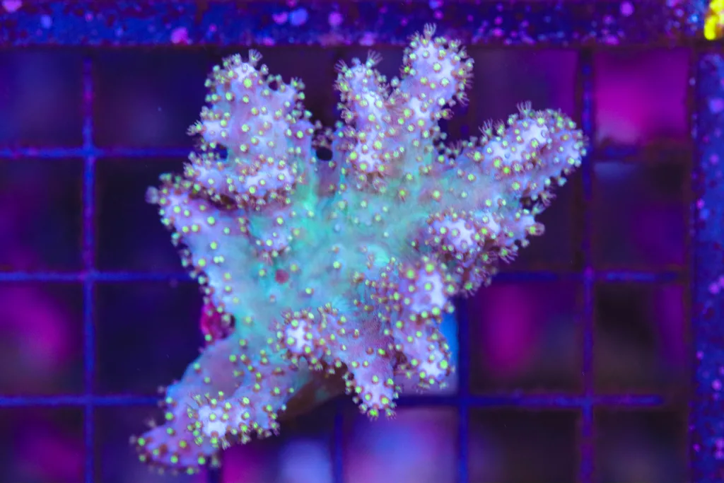 Frag Box Corals