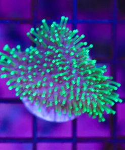 Wysiwyg Tyree Toadstool Massive Frag (C71)  *save 50%*