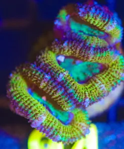 Wysiwyg Acan Frag [F94]