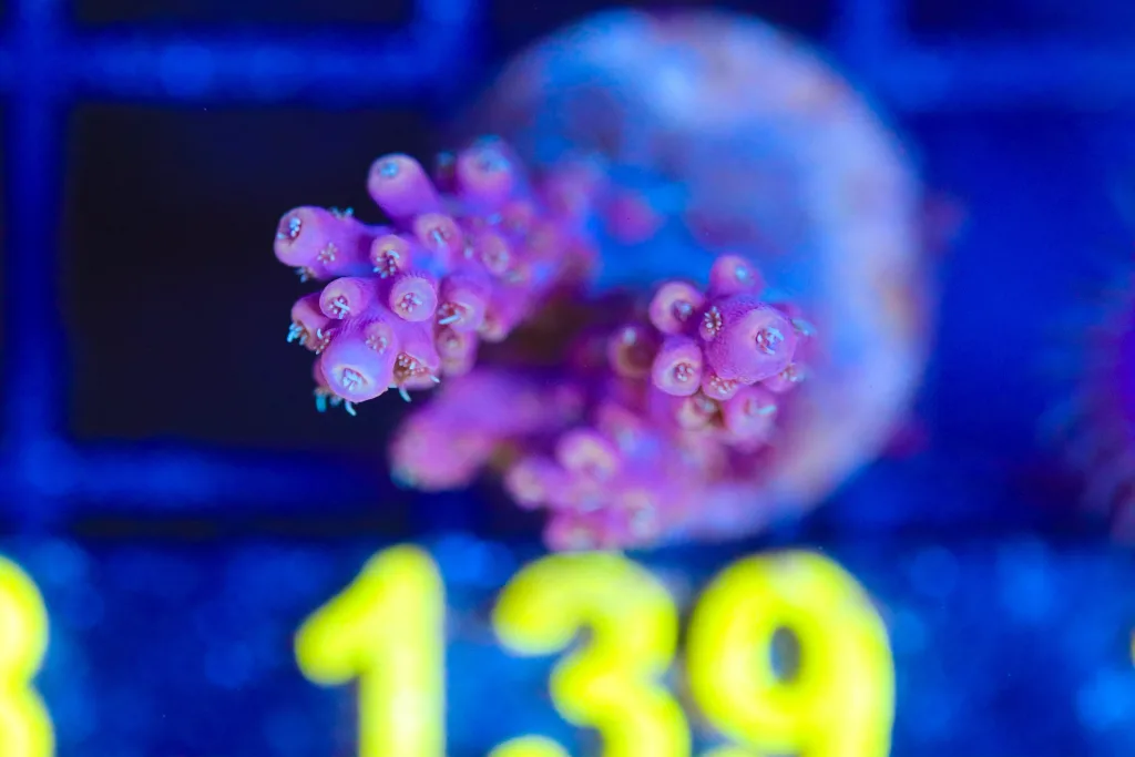 Frag Box Corals