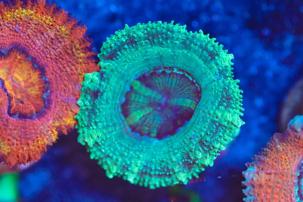 Frag Box Corals