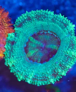 Wysiwyg Acan Frag [F5]