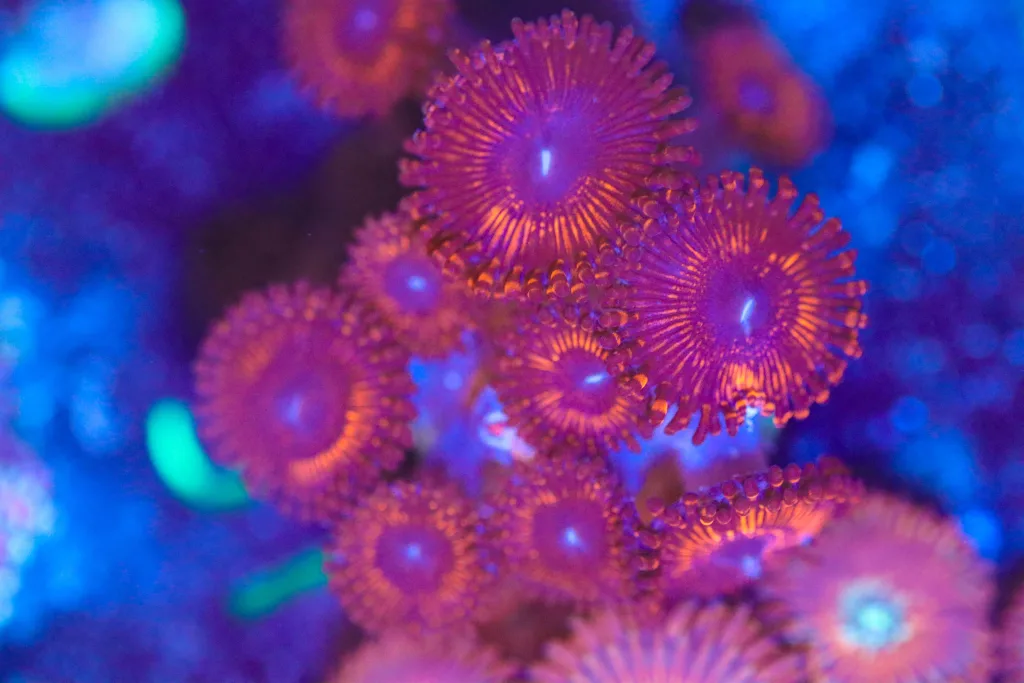 Frag Box Corals