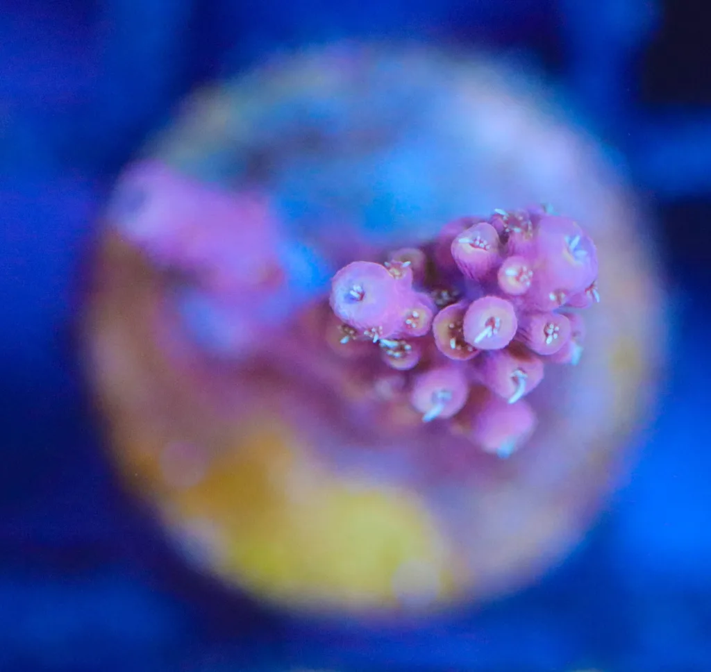 Frag Box Corals