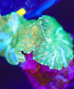 Wysiwyg Green Lighting Mushroom Frag x2 [F120]