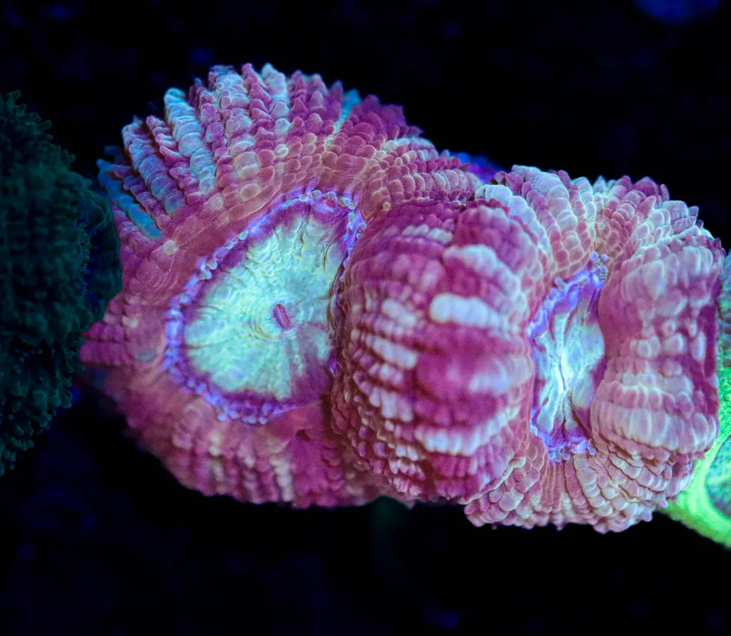 Frag Box Corals