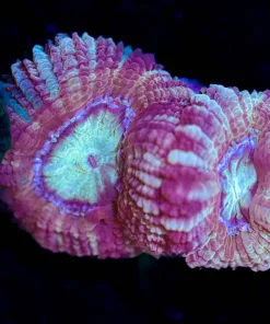 Wysiwyg Pink Fusion Acan Frag [F6]
