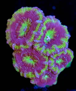 Wysiwyg Acan Frag [F8]
