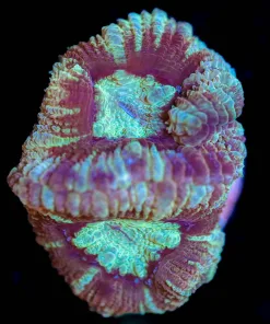 Wysiwyg Acan Frag [F16]