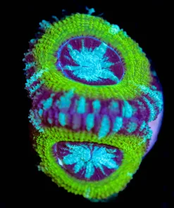 Wysiwyg Acan Frag [F17]