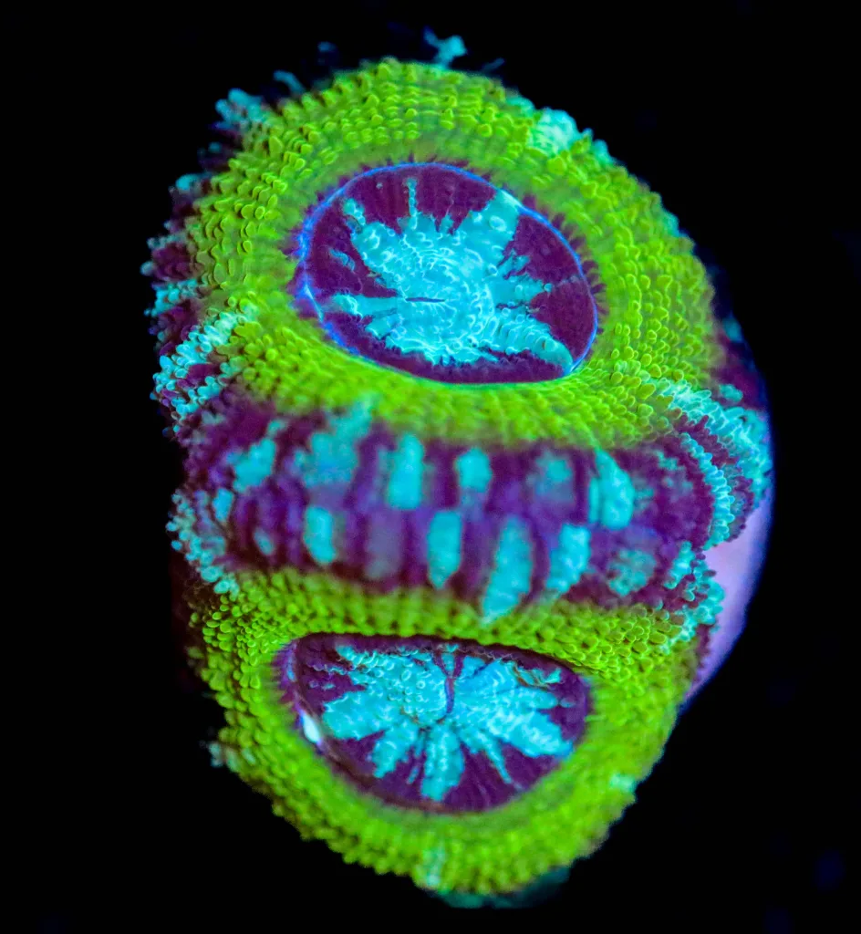 Frag Box Corals