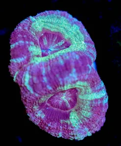 Wysiwyg Acan Frag [F19]