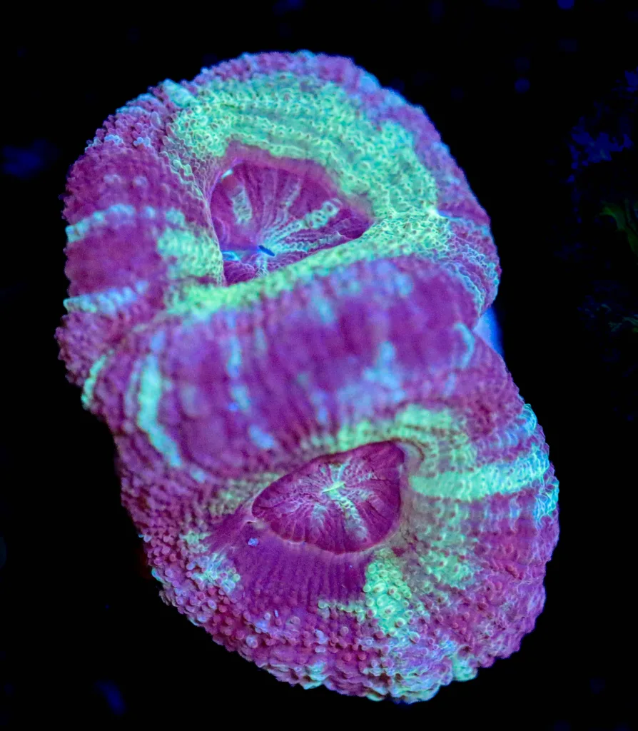 Frag Box Corals