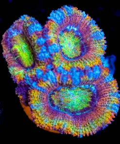 Wysiwyg Multicolour Acan Frag [F20]