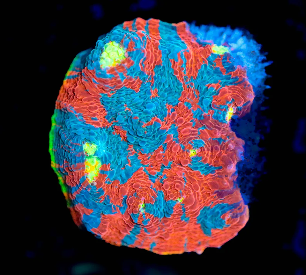 Frag Box Corals